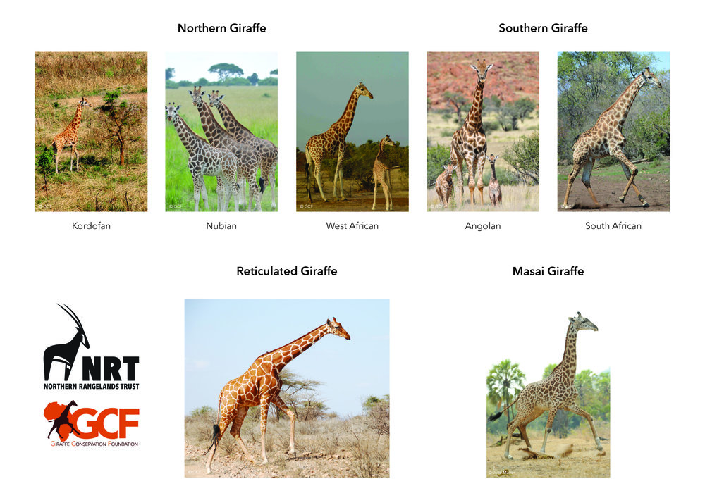 Giraffe Subspecies