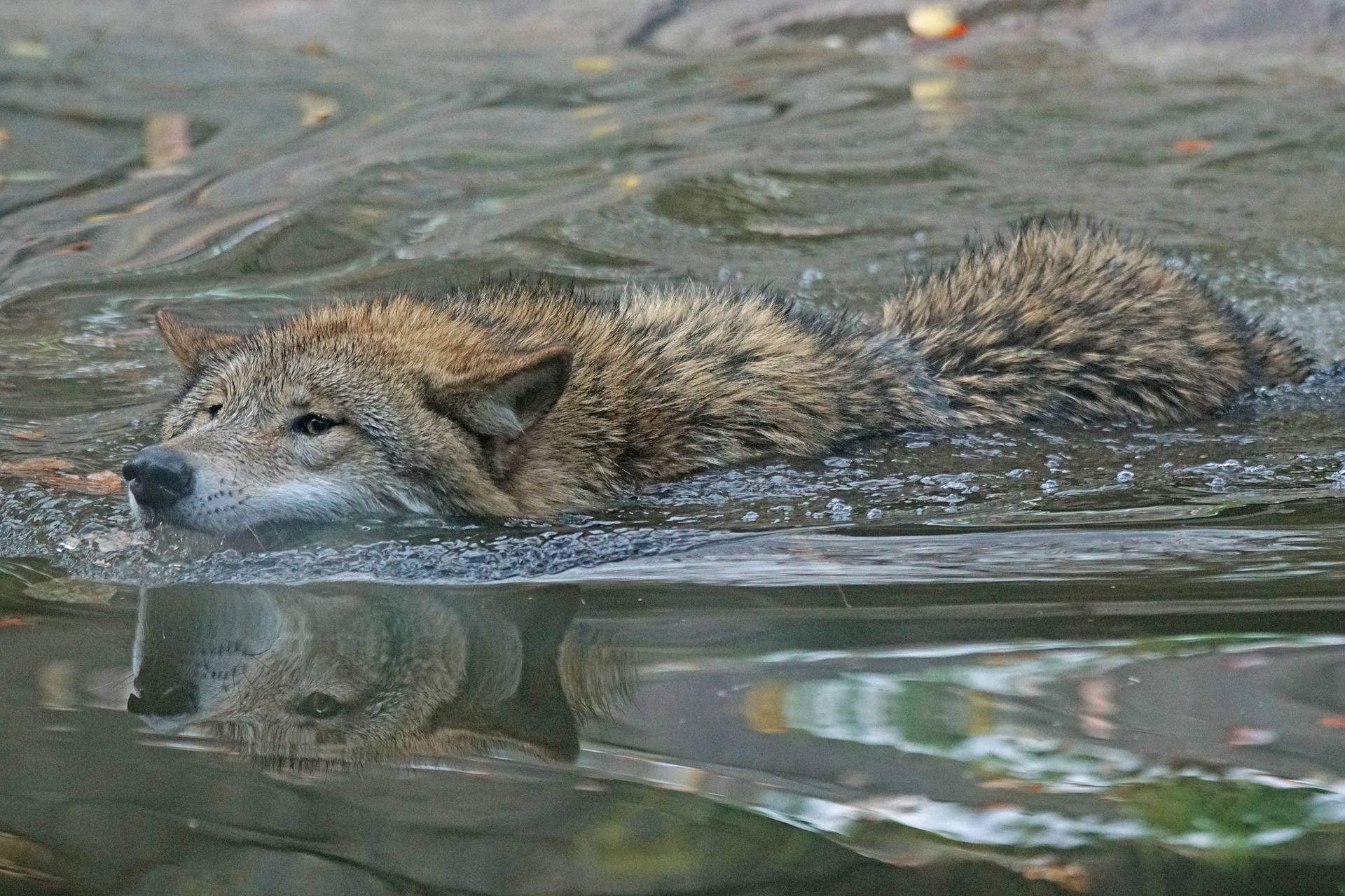 The Elusive Sea Wolves Emerge from the Fog – Chowder Bucket