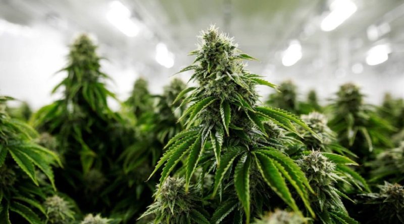 Marijuana plant grown indoors
